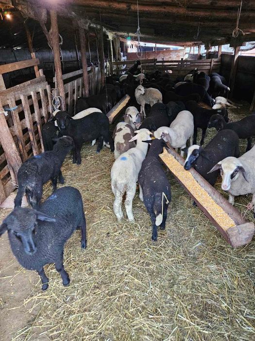 Агнета за продаване