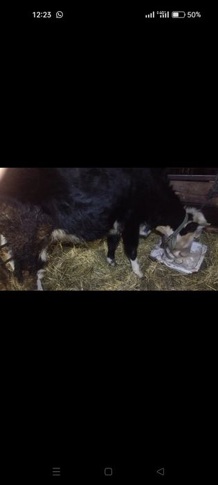 Продам первотелку