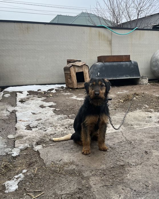 Продам ягдтерьер