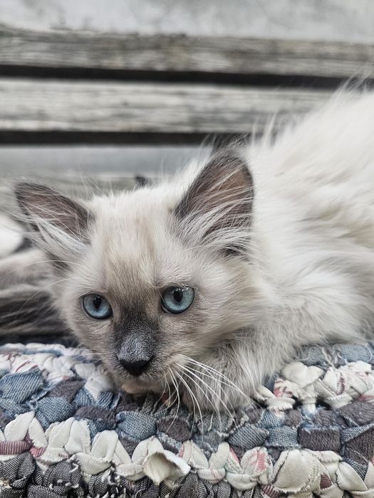 продаются сиамские котята