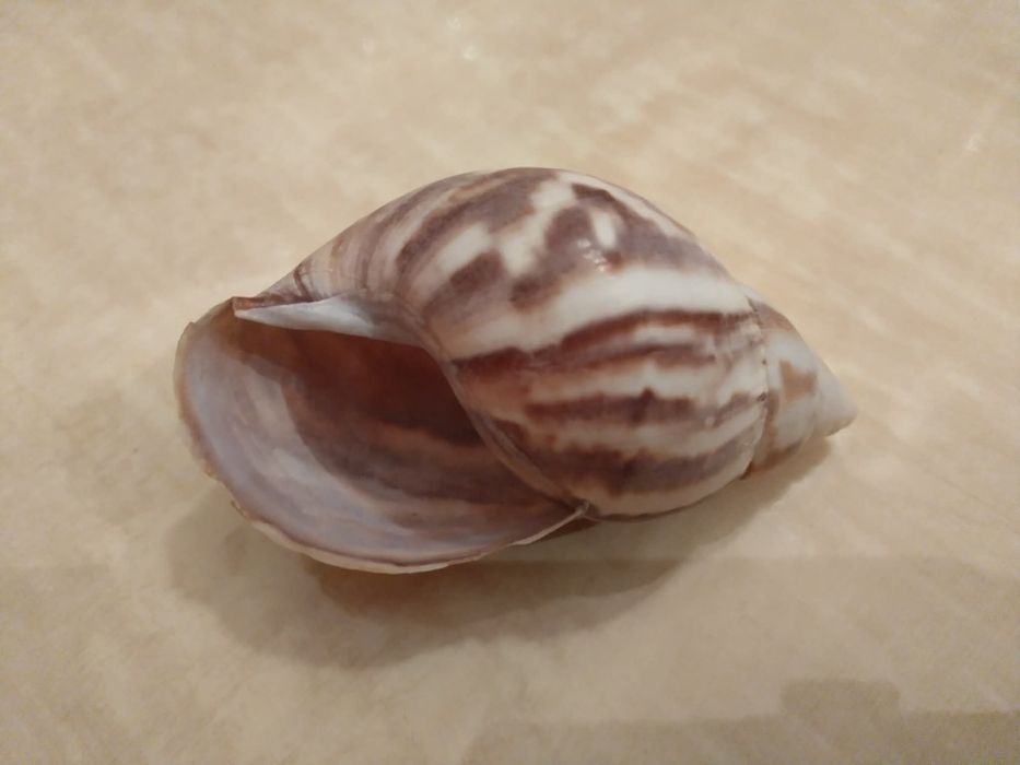 Океанска Раковина от Сейшелите