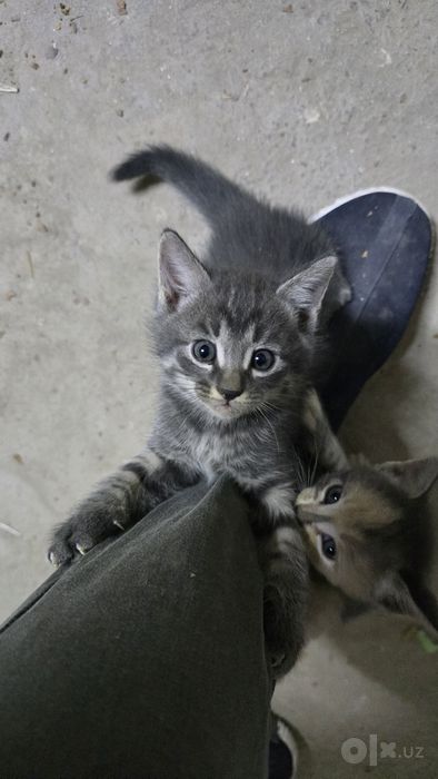 Котята 1 месяц бесплатно