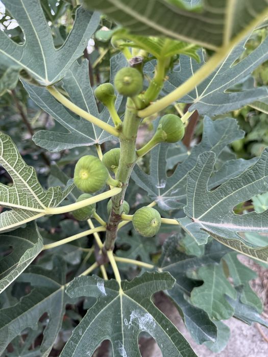 Инжир «далматский»