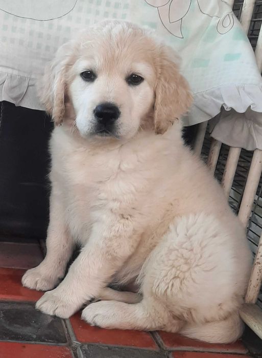 Продается девочка Голден ретривера