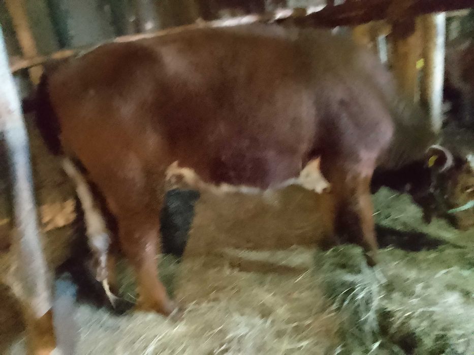 Продам годовалую тёлку