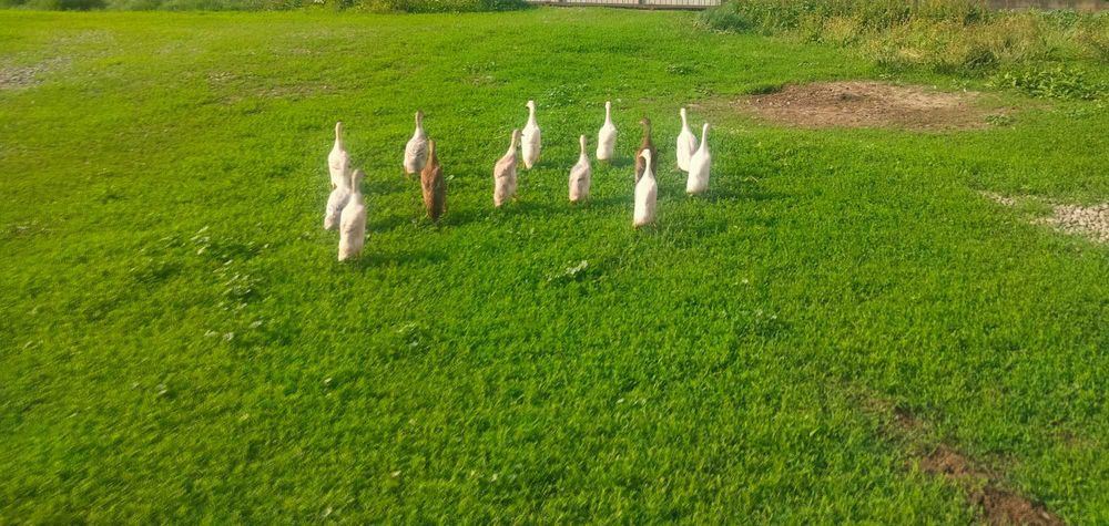 Vând rate indiene alergătoare