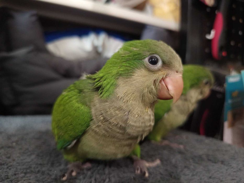 Монах-ръчно хранен