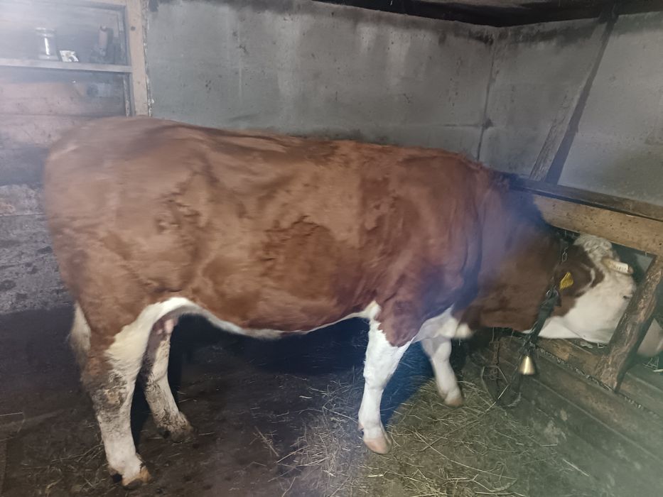 Vând vacă 4 ani și junincă 2 ani