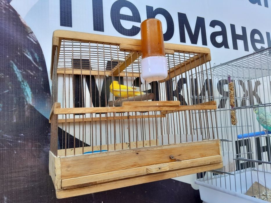 Канарейки поющие.