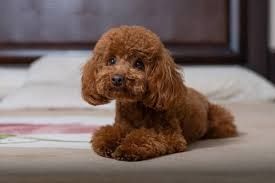 Pudel / caniche .