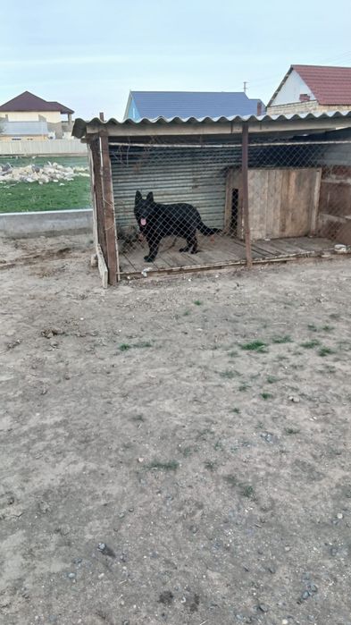 Овчарка сатылады