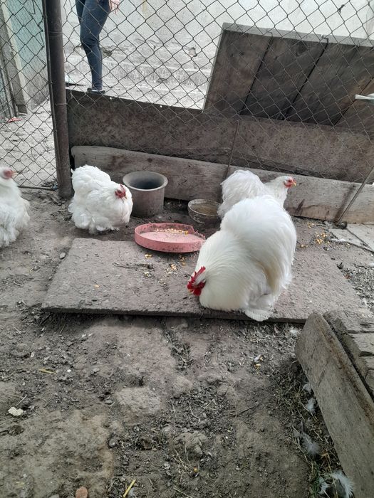 Familie cochinchina pitic alb