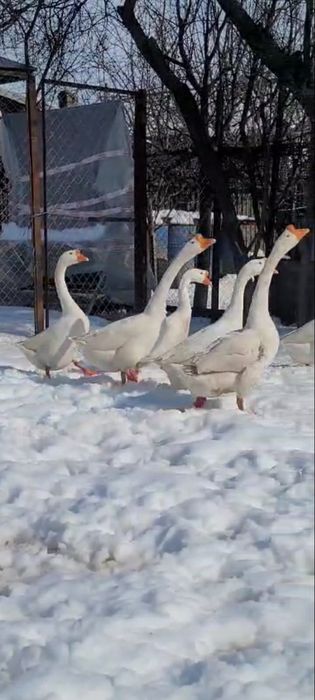 Gaste chinezesti albe rasa pura tineret