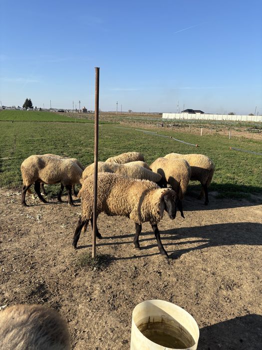 Vând berbec carabaș