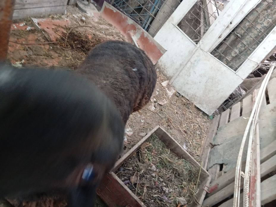 Продается баран мужик
