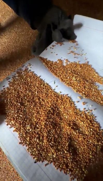 Продам Проссо (красное) в мешках