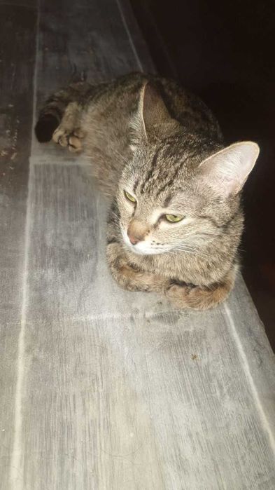 Отдам в хорошие руки