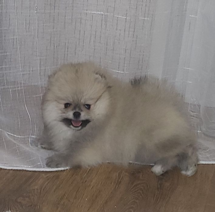 Продам щенка шпица. Девочка.