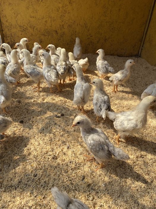 Цыплята породы Адлер