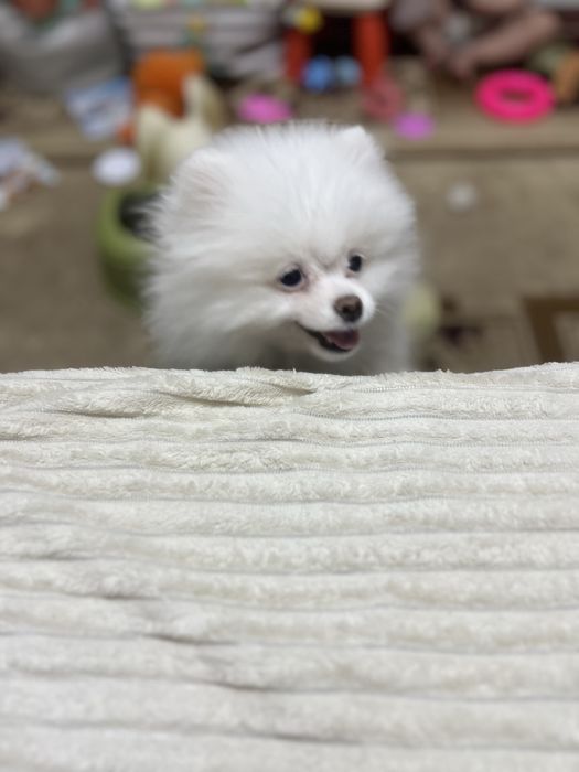 Померанский шпиц щенок