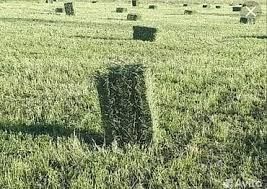 Жонышка Люцерна сатам тюк