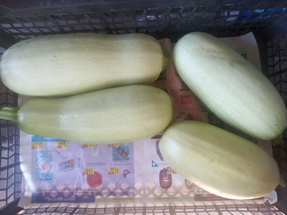 Продаю дачные кабачки