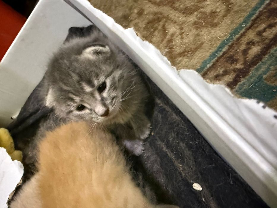 Отдам котят в добрые руки