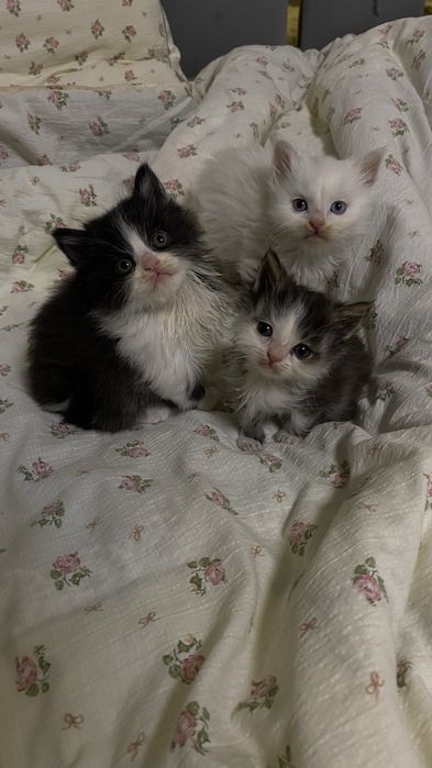 Продается котенки