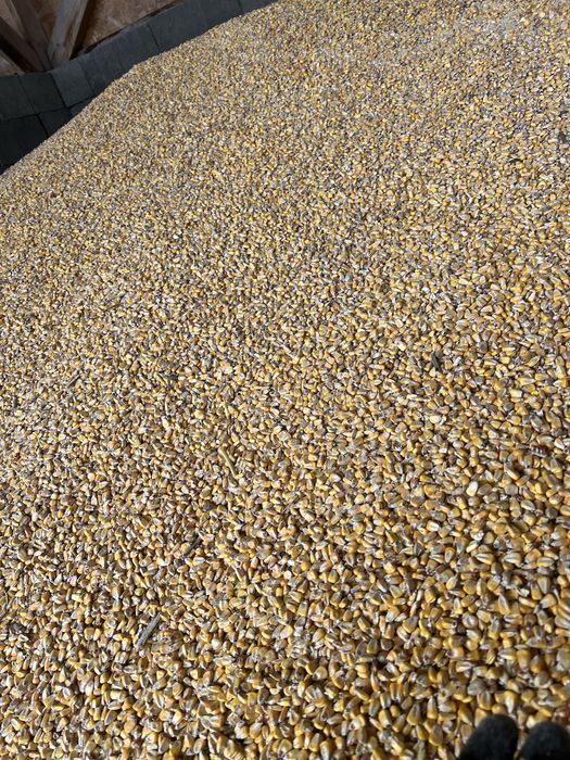 Vand  porumb Porumb uscat