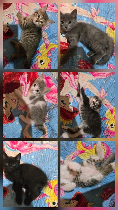 Отдам котят в добрые руки