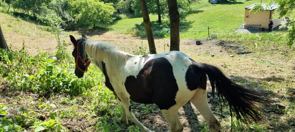 Cai de un an de vanzare