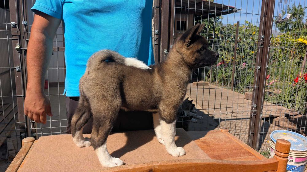 FEMELĂ Akita American - cu sânge din canise renumite la nivel mondial