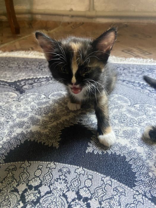 отдам котят в хорошие руки