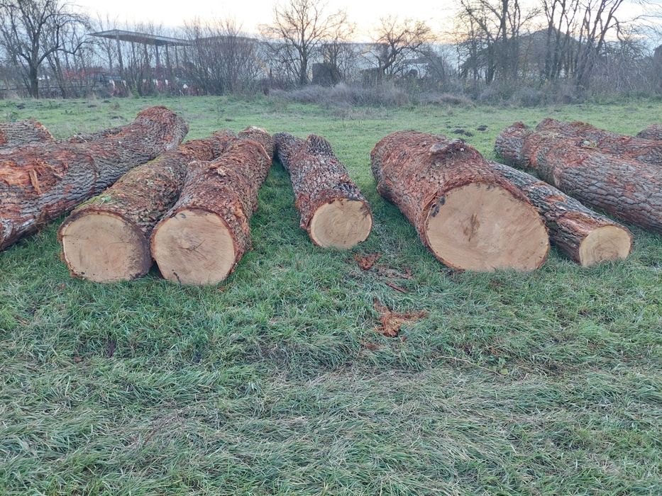 Vand bustean de Stejar