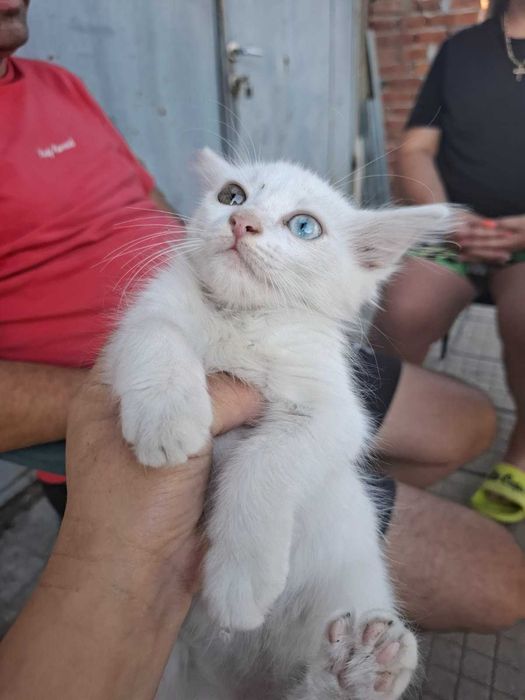 Подарявам котета