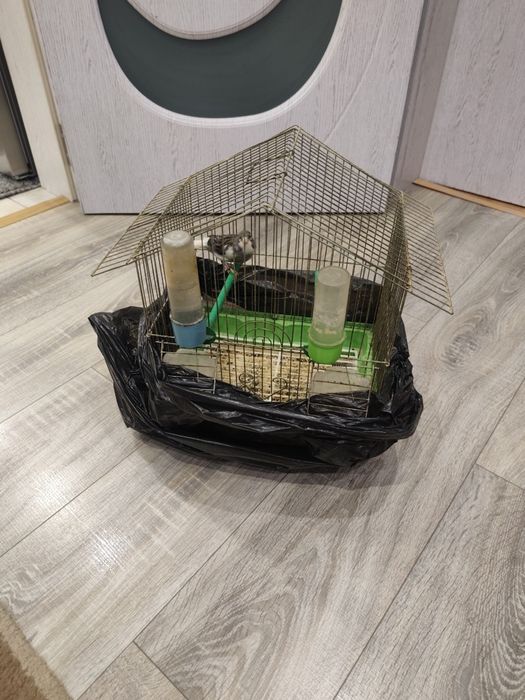 Канарче и 3бр. клетки