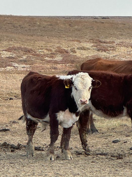 Подсостар сатылады