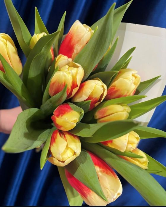 Тюльпаны к 8 марта