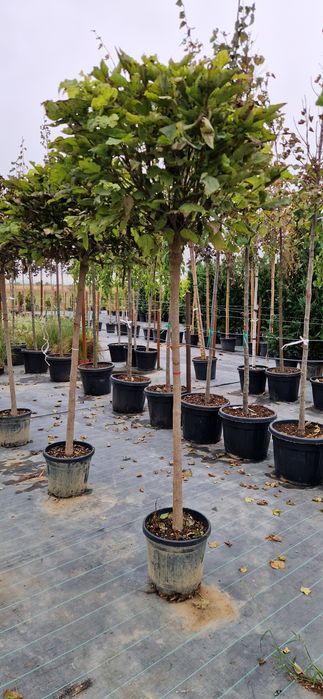 Prunus pisardi- Tei de floare- Arțar crimson King