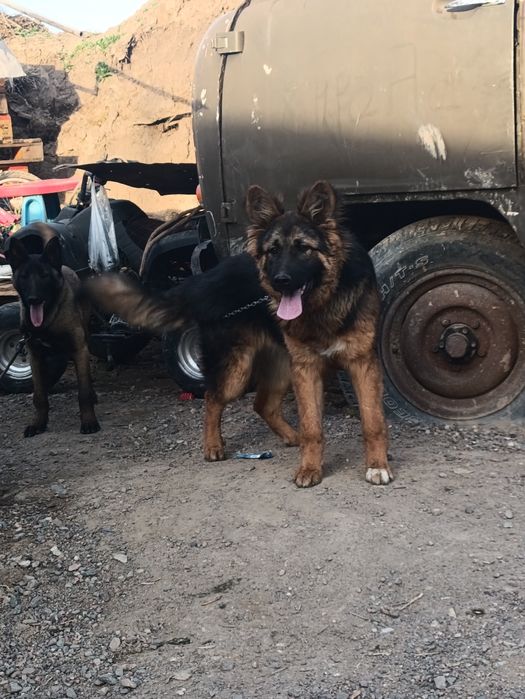 Продам немецкую авчарку или обмен