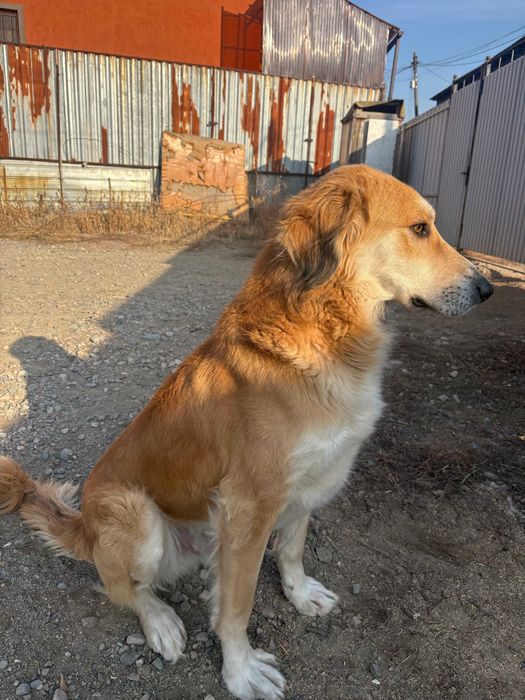 Кобель ищет партнершу (ВЯЗКА)