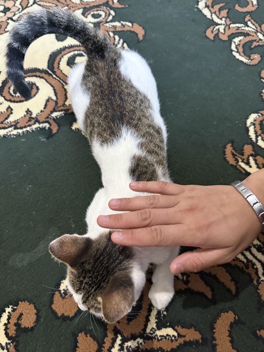Котик в добрие руки