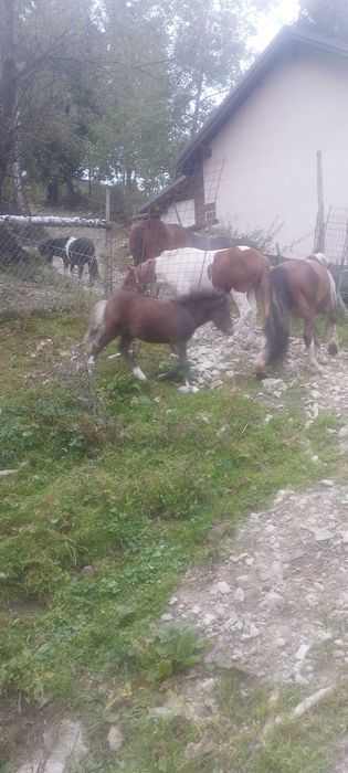 Mânz ponei  armasar