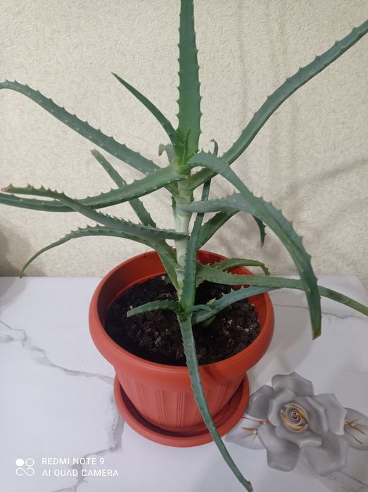 Увлечения,хобби ,цветы комнатные.