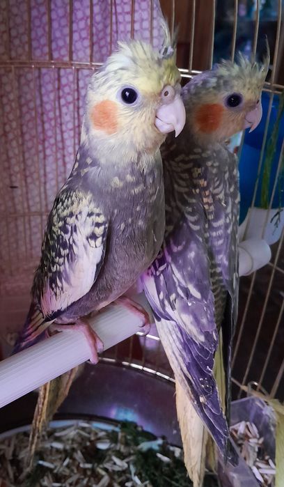 Продаются попугаи
