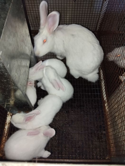 Сотилади куенлар отаси хикол бир ойлик