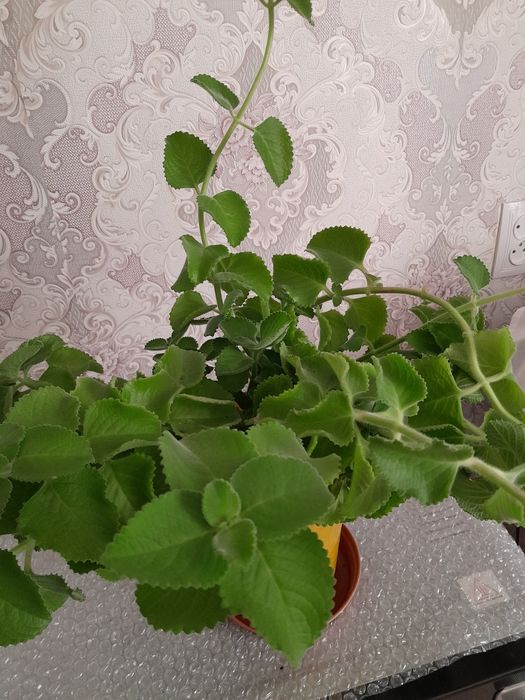 Продам комнатные цветы