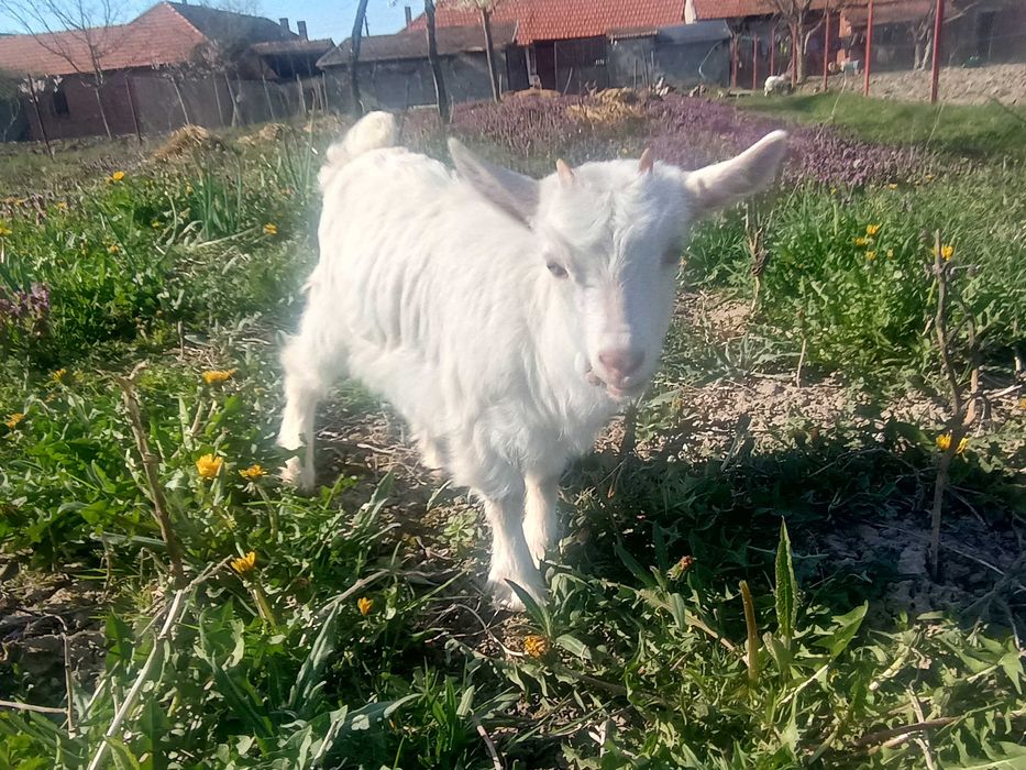 Ieduțe de vânzare, metis alpin francez cu saanen