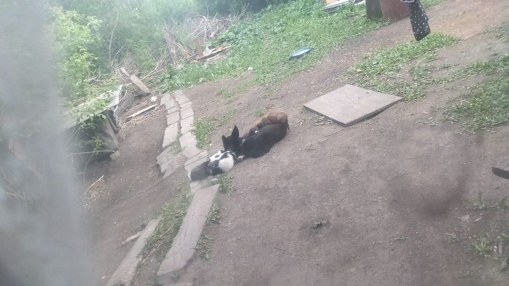 Щенки не от малой собаки