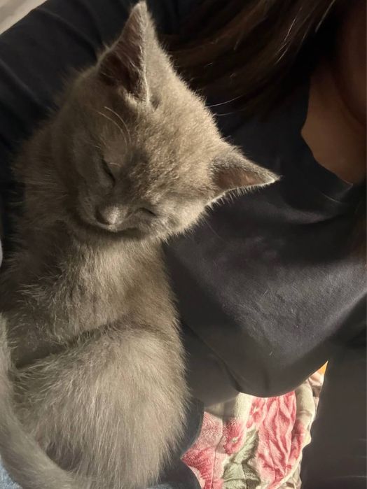 Котёнок даром, девочка